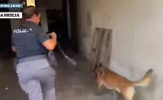Catania, il cane-poliziotto Zago scova oltre due chili di droga in un condominio a San Giovanni Galermo: il video