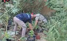 Sotto il fico 25 piantine di cannabis: il provvedimento nei confronti di un 32enne col "pollice verde"