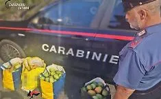 Beccati con 90 chili di mango appena rubati da un fondo agricolo di Acireale, denunciati due uomini