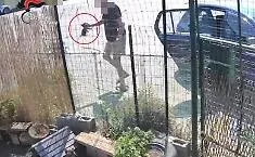 Prende quattro gattini dall'auto e li lancia oltre la rete di una colonia felina: denunciato 76enne a Riposto