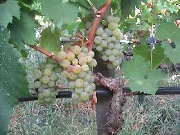 Marsala: truffa ai fondi agricoli, nel mirino due imprenditori di Salemi