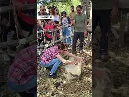 Sui Nebrodi la tosatura delle pecore diventa un'esperienza per turisti (Video)