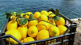 Il limone di Bagheria e i pascoli di Castronovo: la Sicilia a "Terra Madre" con due nuovi pres&igrave;di