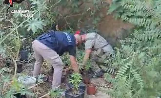 Sotto il fico 25 piantine di cannabis: il provvedimento nei confronti di un 32enne col "pollice verde"