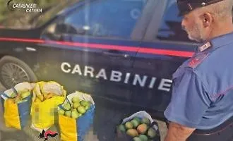 Beccati con 90 chili di mango appena rubati da un fondo agricolo di Acireale, denunciati due uomini