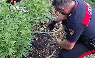Linguaglossa, mini piantagione di marijuana nel giardino di casa