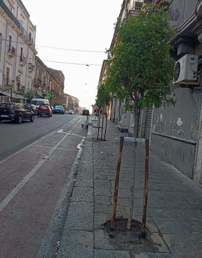 alberi catania