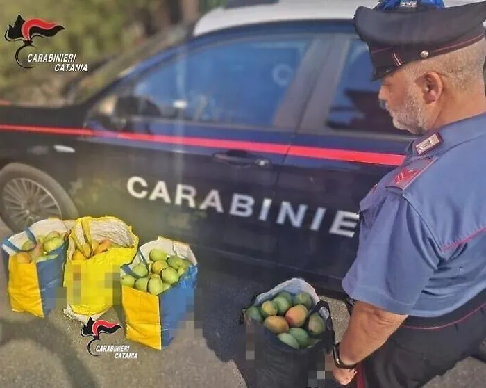 Beccati con 90 chili di mango appena rubati da un fondo agricolo di Acireale, denunciati due uomini